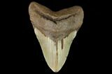 Fossil Megalodon Tooth - North Carolina #124674-1